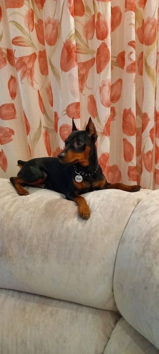 Цверг Пинчер мальчик