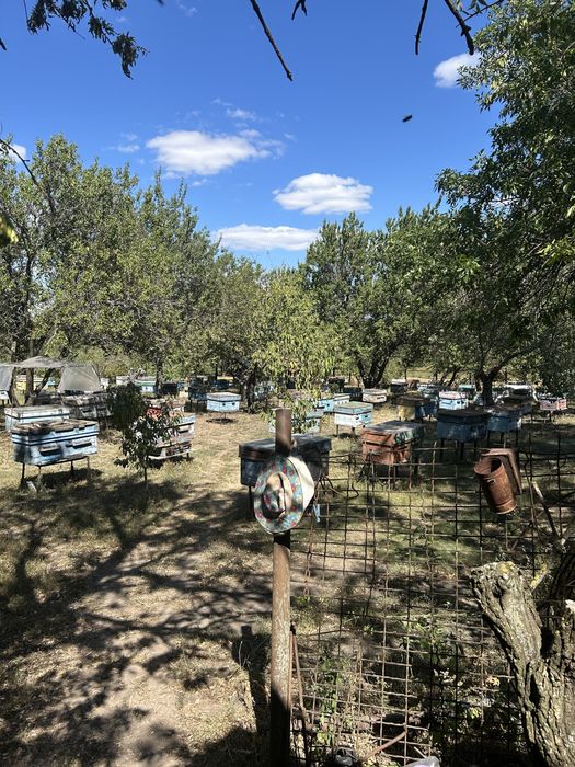 мед Акація Різнотравʼя Гречаний Липа