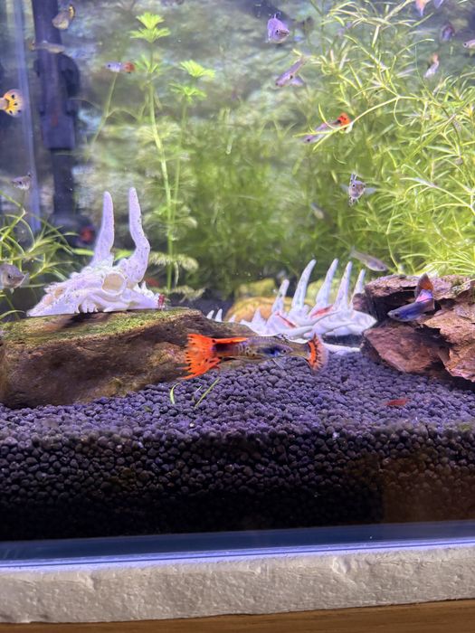 Guppy surtidos amarelo e laranja