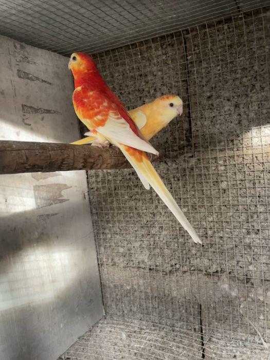 Casais de red rumped e algumas aves sozinhas