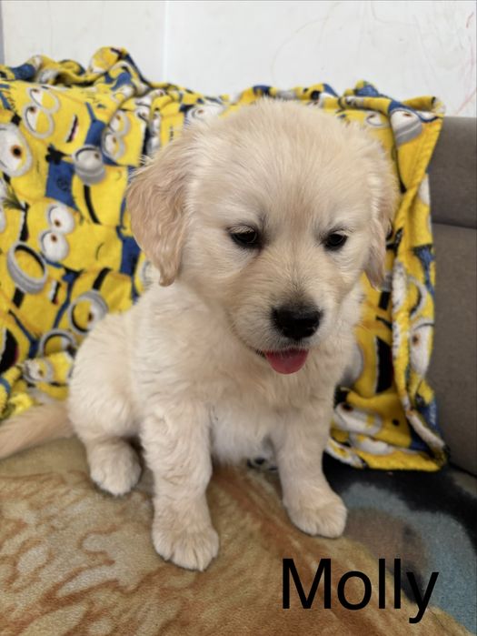 Piekna sunia golden retriever do odbioru