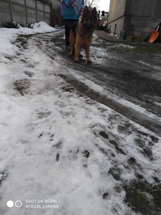 owczarek niemiecki długowłosy