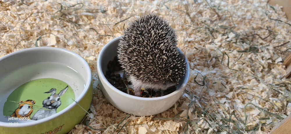 Jeż jeże pigmejskie młode samiczki .