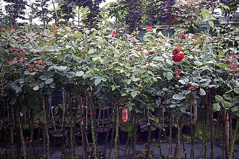 Hortensje Ogrodowe
