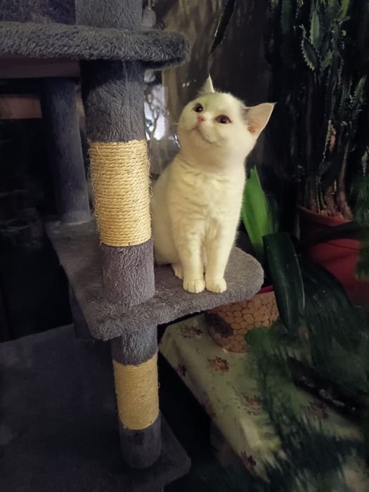 Przepiękny biały kocurek brytyjski