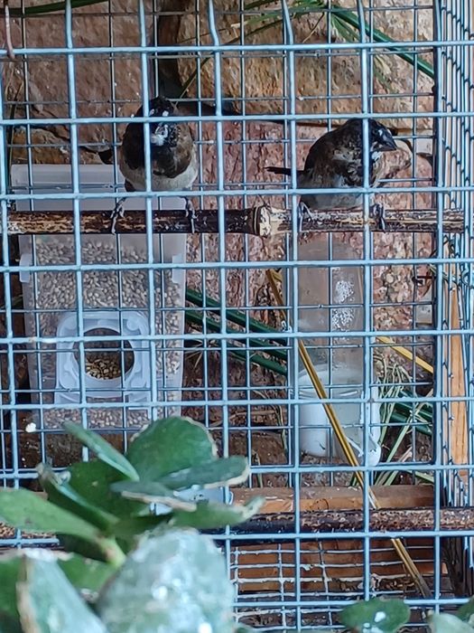 Bengalins  deste ano  são 4