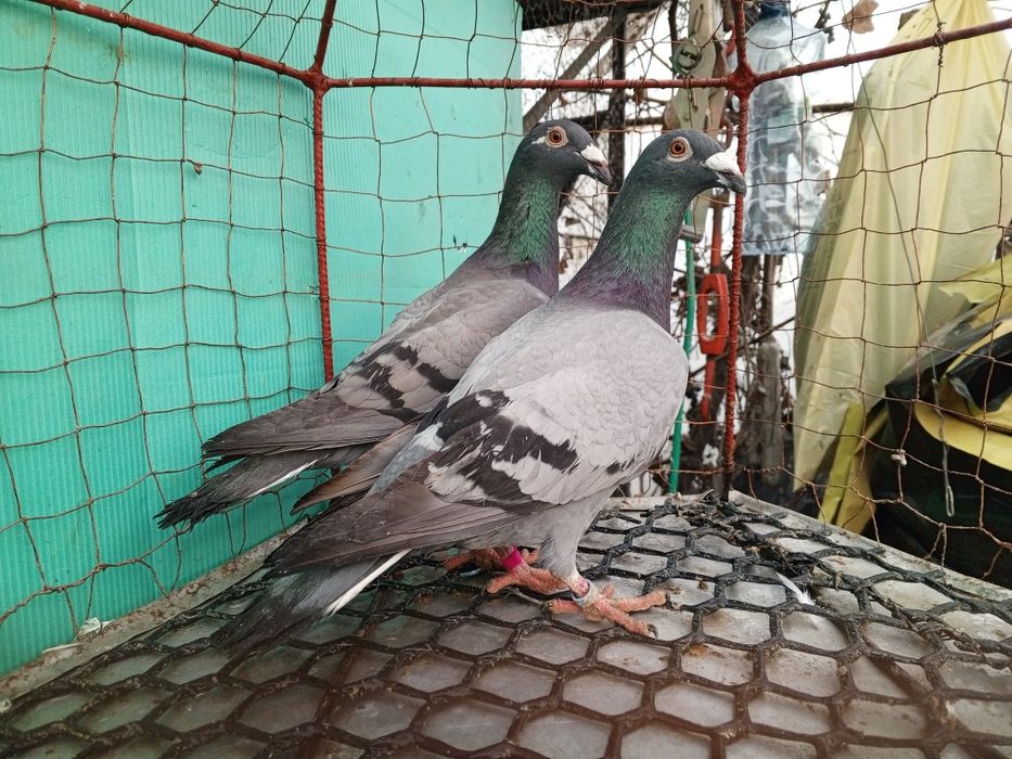 Rzeszowskie Rzeszowski Para Gołębie ozdobne