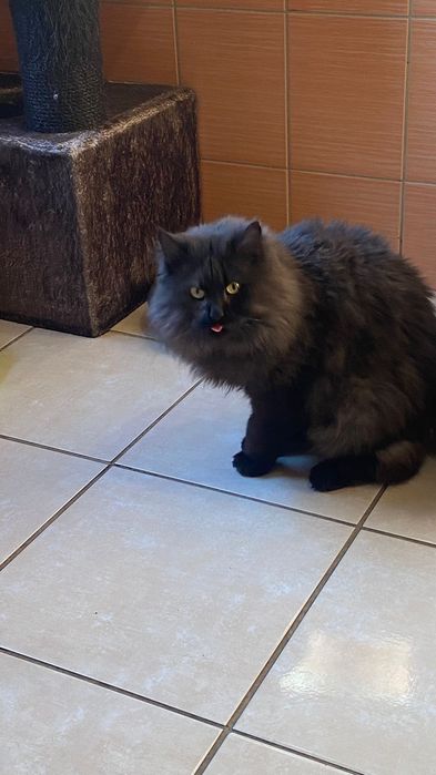 Kocurek około 5 lat