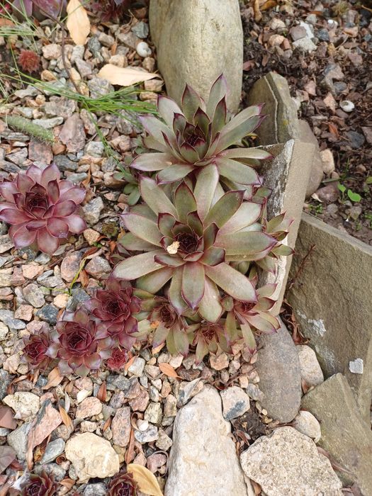 Молодило.Кам'яна троянда