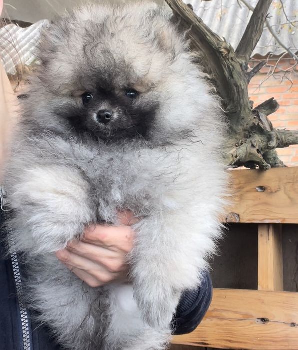 Супер пухнастики