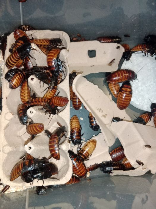 Karaczany madagaskarskie 70 sztuk