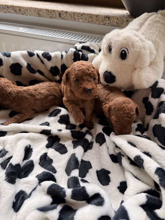 Pudel Toy Red Brown Teacup XXS