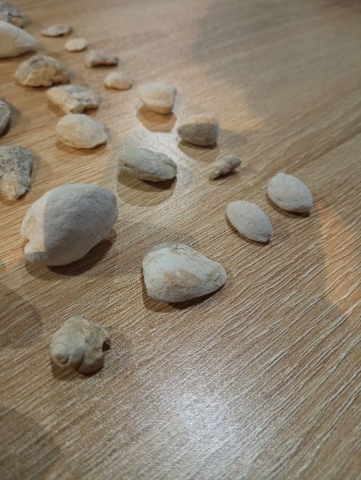 Vários fósseis marinhos