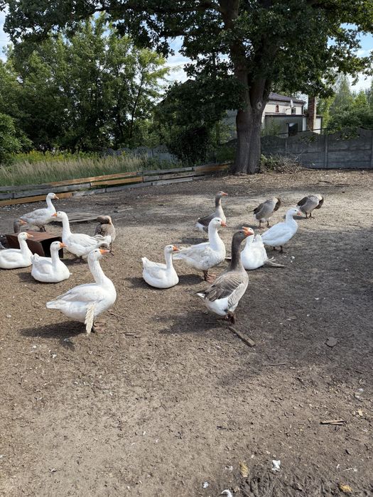 Gęs tuszka sprzedam