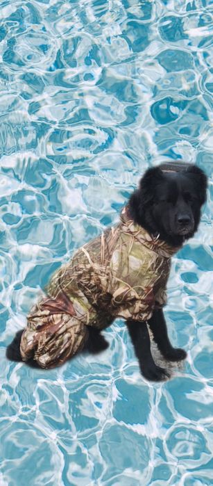 Одежда для собак