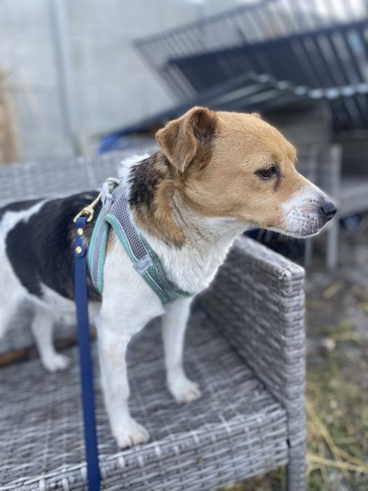 3 letnia suczka do adopcji za darmo