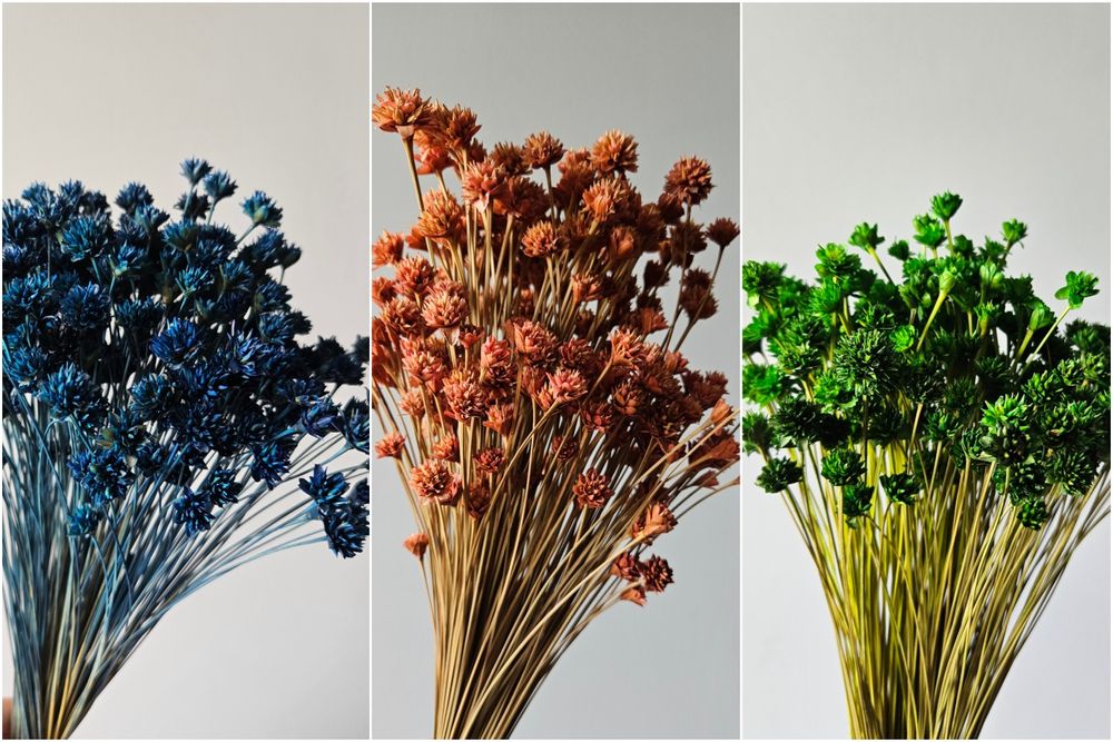 Гірська квітка сухоцвіти