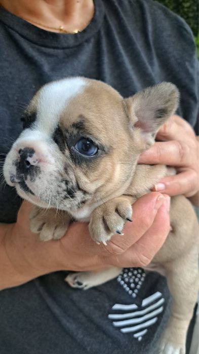 Bulldog francês femea