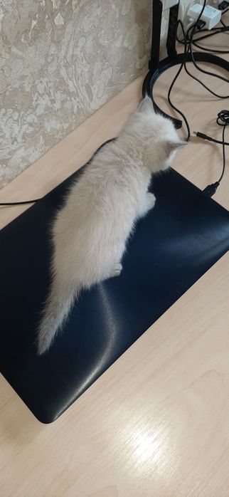 Котенок Британская Блю Поинт