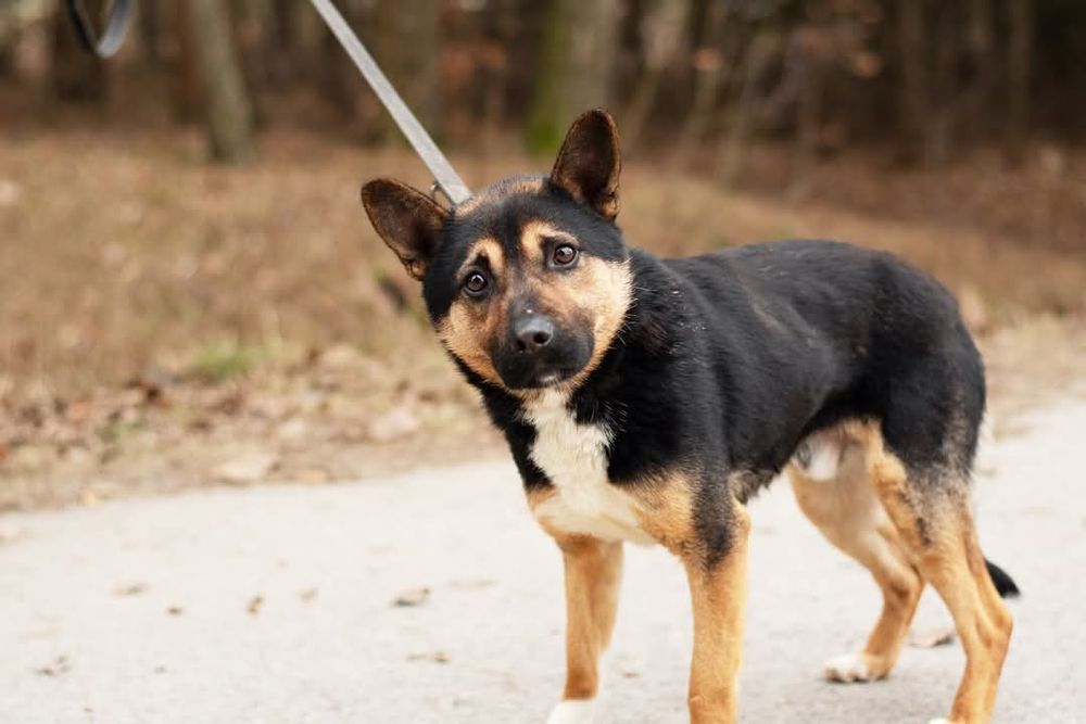 Aron - wrażliwy piesek dla cierpliwego człowieka