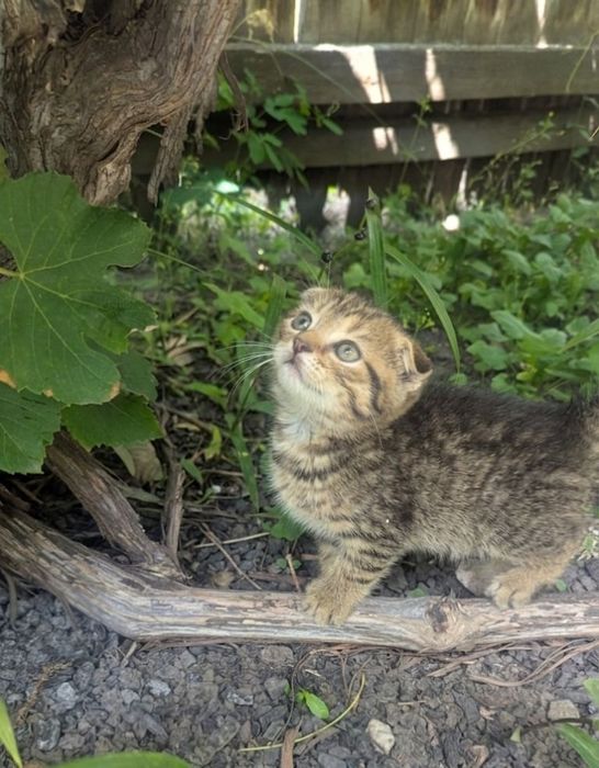 Продається шотландське капловухе кошеня (Scottish Fold)