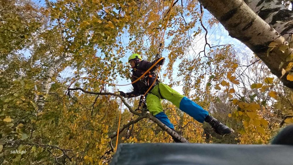 Pielęgnacja, przycinka, wycinka drzew -  metodą alpinistyczną