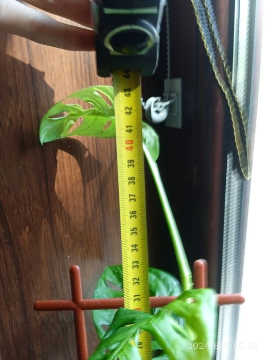 Монстера Манкі Маск