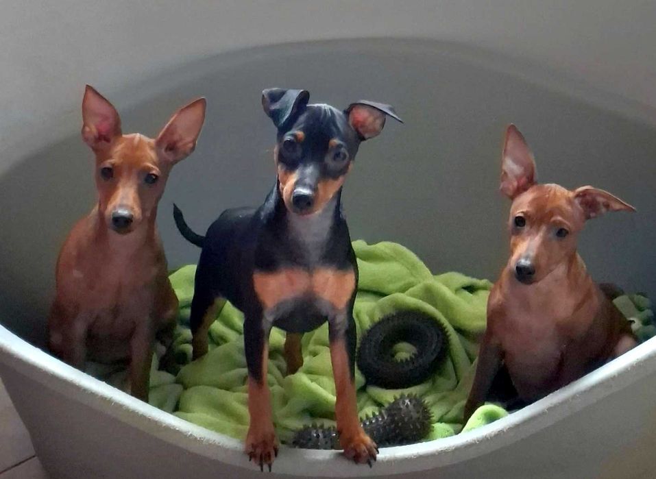 Pinczer, pinczery, pinczerki miniaturowe z metryczkami FCI