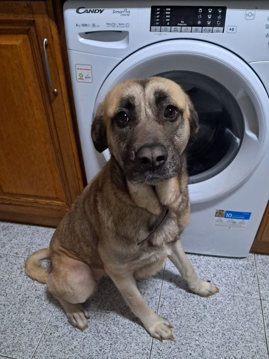 Cadela para adoção – 3 anos