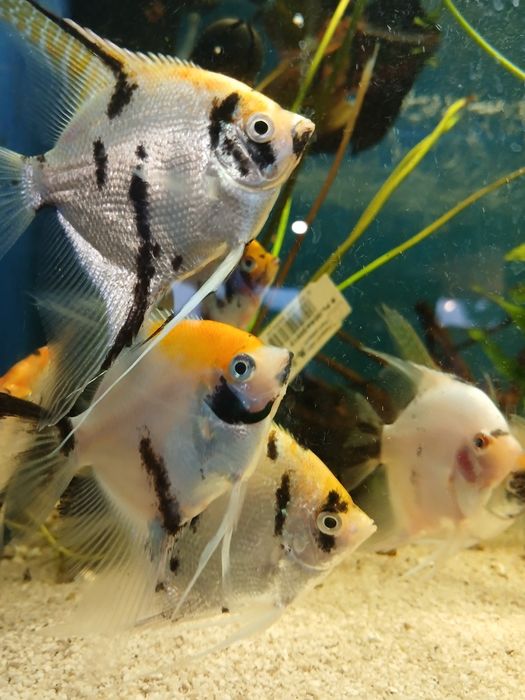 Ryba akwariowe skalar