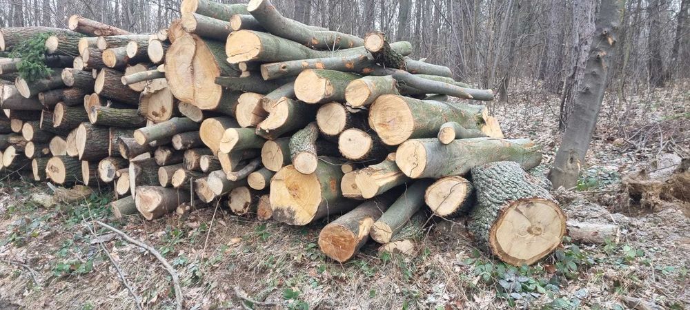 buk, jesion,dąb - kłody, dostawa