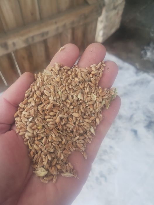 Ekologia Pszenica jara Tybalt z certyfikatem