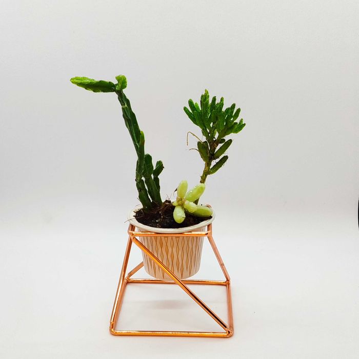 Cactus e suculentas_ lembranças, casamentos, dia da mãe