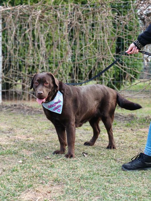 Suczka w typie labradora szuka domu