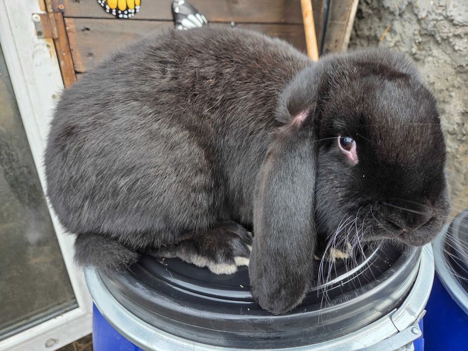 Królik baran francuski