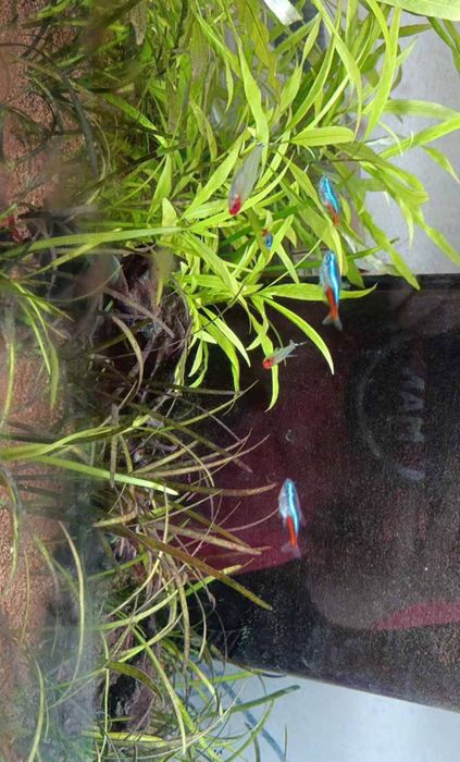 Aquário Aquatlantis Completo (Plantas + Acessórios + Ecossistema Vivo)