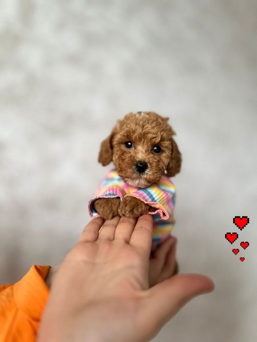 Від найкращого заводчика цуценятка Міні мальтіпу — тихе щастя вдома