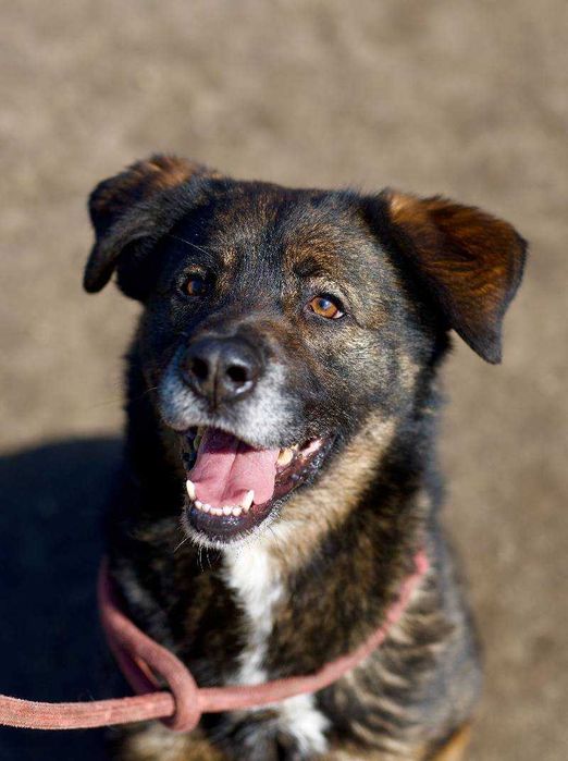 Młody Skubi czeka na dom