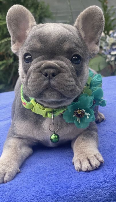 Супер красавчік, француз