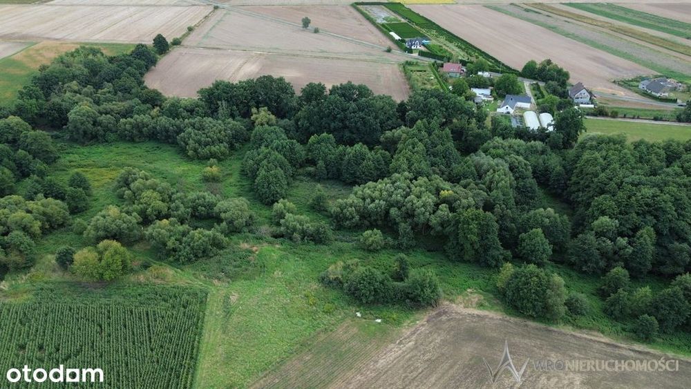 Działki 1,3550 HA oraz dom  i budynki gospodarcze - Widok 6