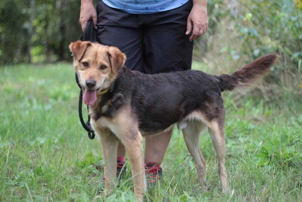 kochany, przyjazny, łagodny pies marzy o domu