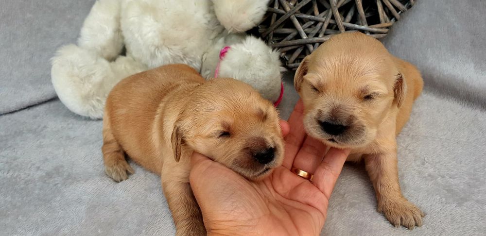 Golden Retriever com LOP e Afixo