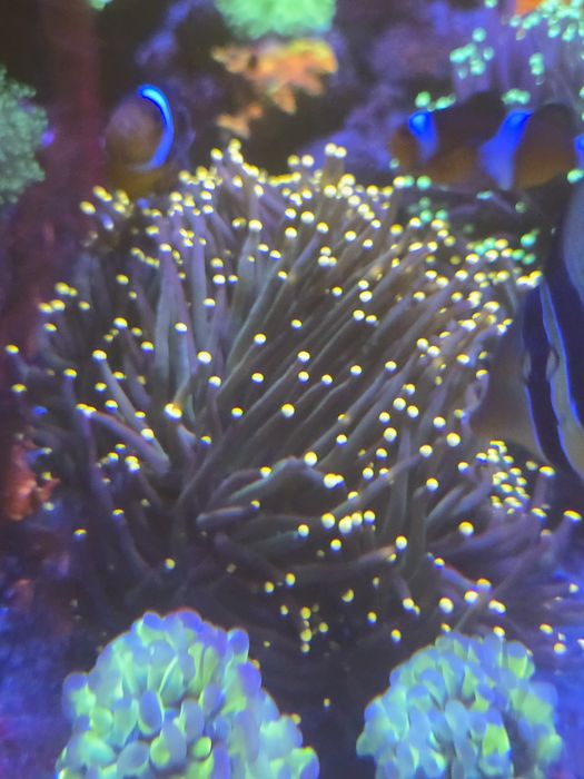 Euphyllia / Euphylia Glabrescens
