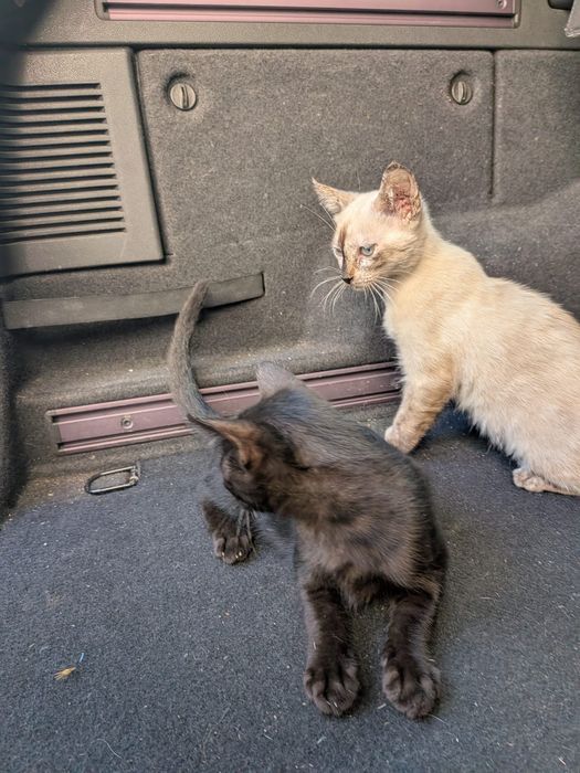 Gatinhos para adoção