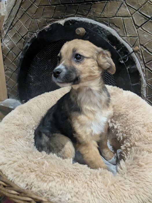 Цуценя у добрі руки