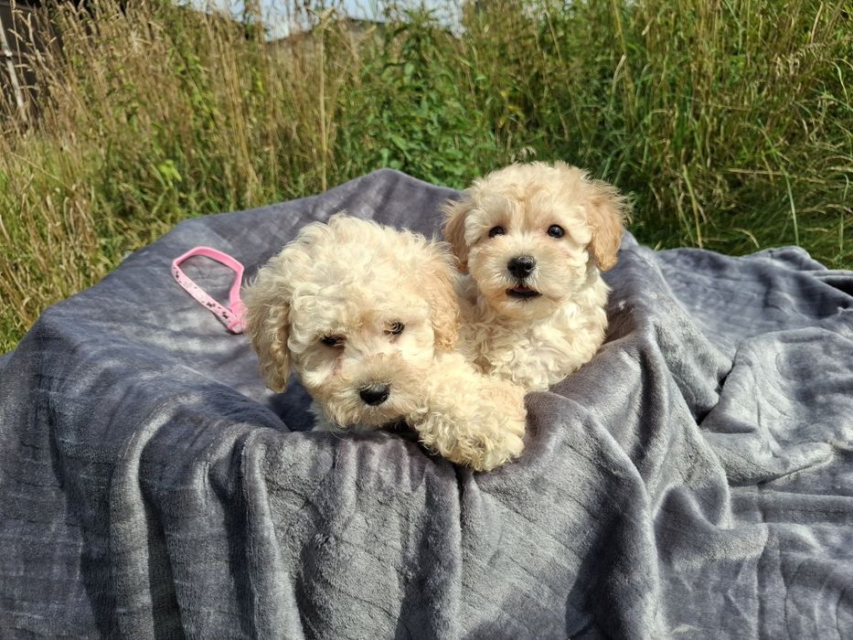 maltipoo szczeniak