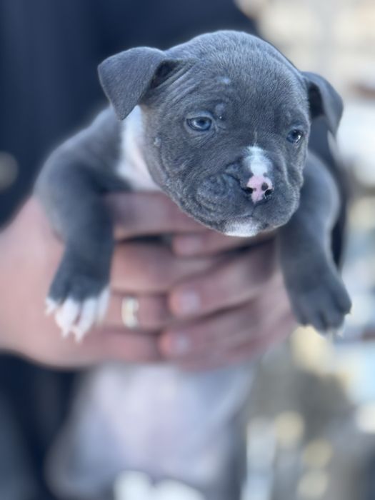 Щенки питбуль высокого качества АВКС регист