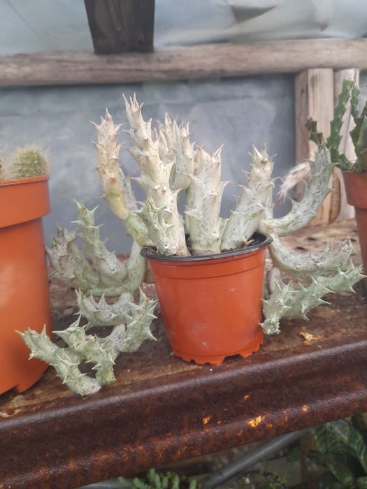 Catos e suculentas