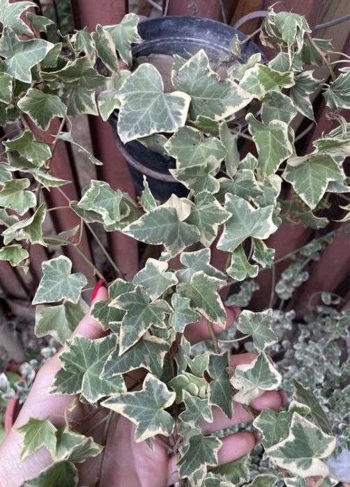 Плющ декоративный