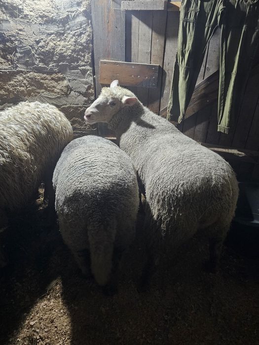 Île-de-France top Vendo ou Troco